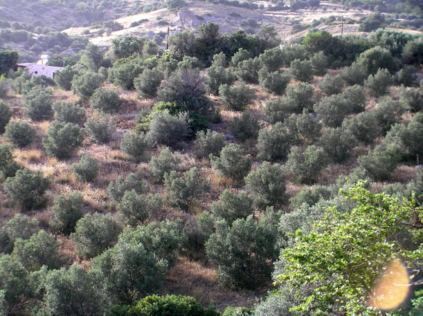 Olive trees in Crete