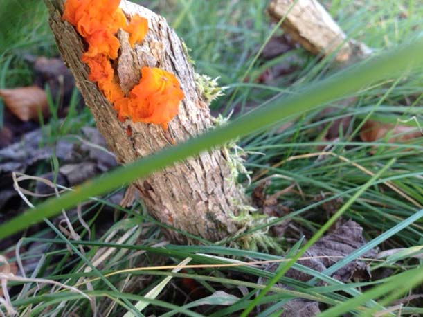 Orange fungi